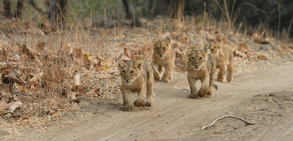 sasan gir 1
